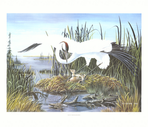 Open image in slideshow, WHOLESALE WALL ART PRINTS (Bird Art) . &#39;Enjoy The Beauty Around You&#39;. Artist signed and numbered A G Tony Chelsom. Hope II: Whooping Crane
