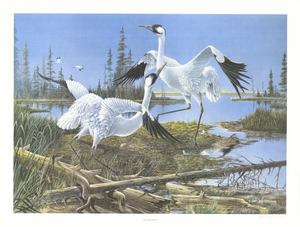 Open image in slideshow, &#39;Hope&#39;. The Whooping Crane Mating Dance. Vintage Wildlife Art Prints. A G Tony Chelsom
