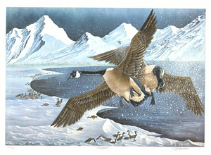 Open image in slideshow, &#39;Overflight&#39;. Canada Goose Wildlife Print with Royal story. Signed. Numbered by AG Tony Chelsom Original presented to HRH The Prince Philip
