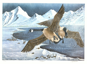 'Overflight'. Canada Goose Wildlife Print with Royal story. Signed. Numbered by AG Tony Chelsom Original presented to HRH The Prince Philip