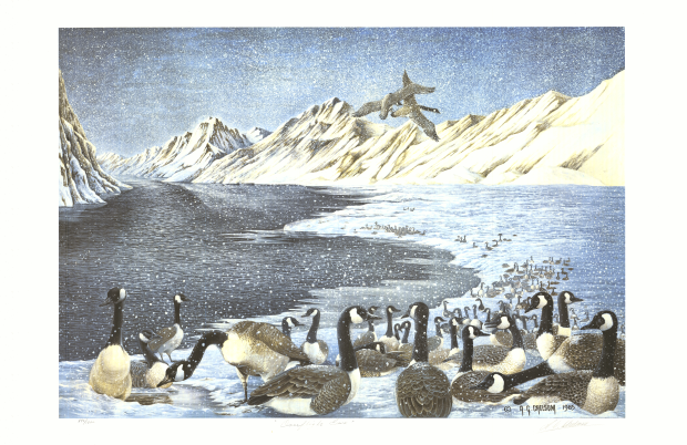 'Overflight'. Canada Goose Wildlife Print with Royal story. Signed. Numbered by AG Tony Chelsom Original presented to HRH The Prince Philip